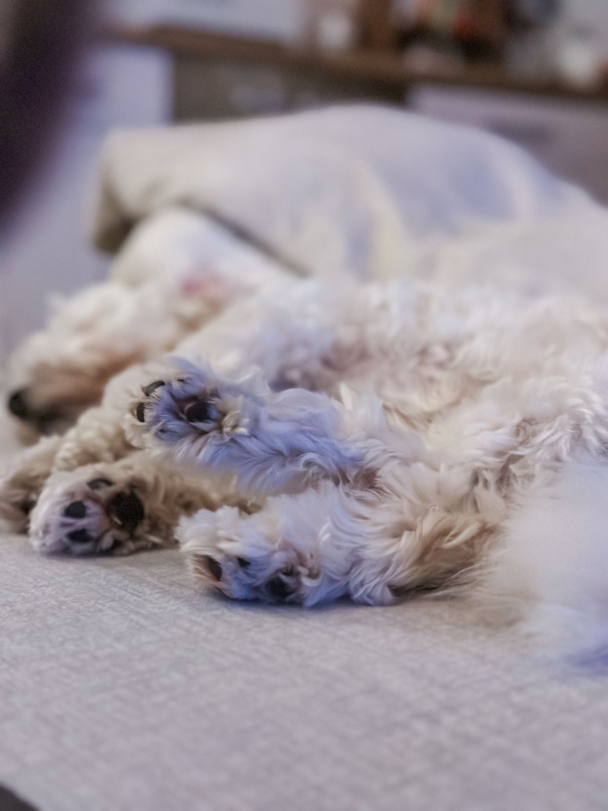 Schlafender, flauschiger kleiner Hund mit Pfoten im Vordergrund auf einer Decke.