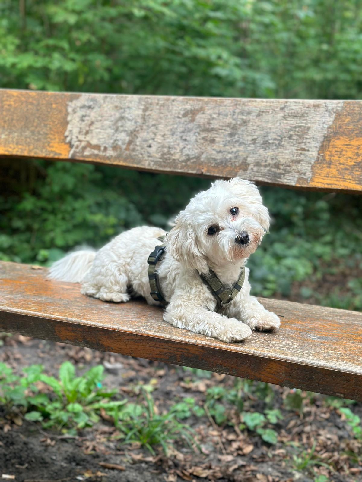 kleiner weisser Hund auf einer Bank im Wald